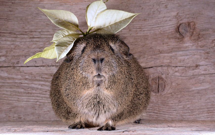 Cute Brown Guinea Pig With Green Leaves On Head