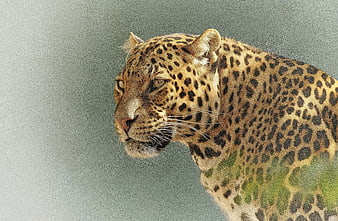 Close-up profile portrait of a leopard with sharp focus and blurred background