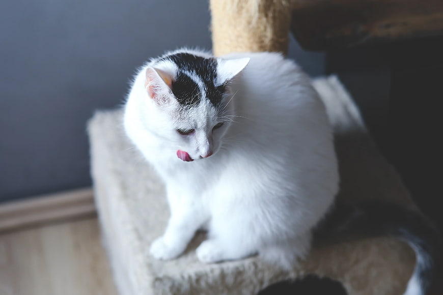 White and black cat grooming on cat tree