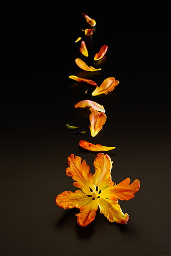 Orange Tulip Blossom and Petals on Black Background