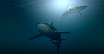 Two Great White Sharks Swimming Underwater in Deep Blue Ocean