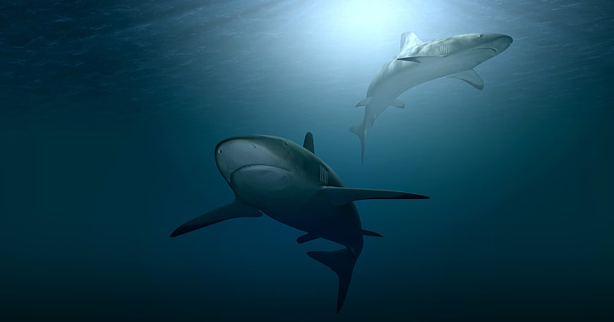 Two Great White Sharks Swimming Underwater in Deep Blue Ocean
