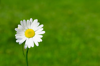 White Daisy Closeup on Green Grass Background