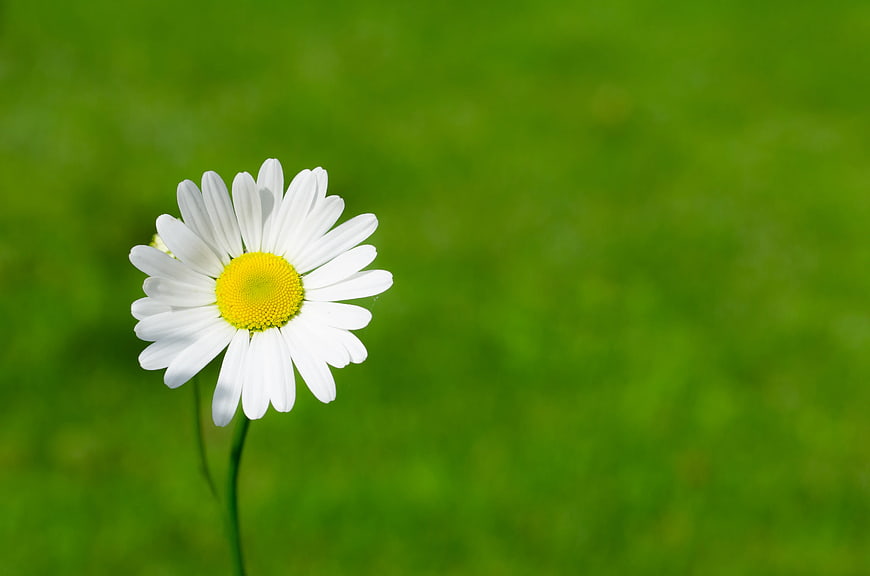 White Daisy Closeup on Green Grass Background