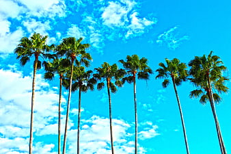 Tall Palm Trees Against Vibrant Blue Sky with Clouds