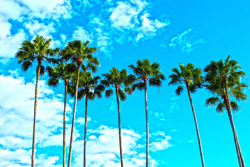 Tall Palm Trees Against Vibrant Blue Sky with Clouds