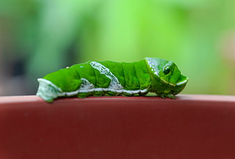 Green caterpillar on red surface with blurred background