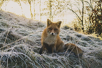 Red fox sitting in frosty grass with backlit trees
