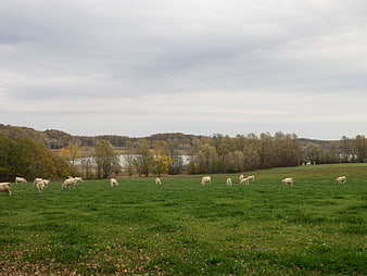 White Cows Grazing in Green Pasture with Autumn Trees