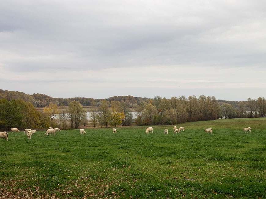 White Cows Grazing in Green Pasture with Autumn Trees
