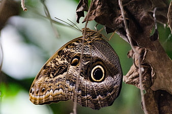 Close-up of Owl Butterfly with Eye Spots on Leaf