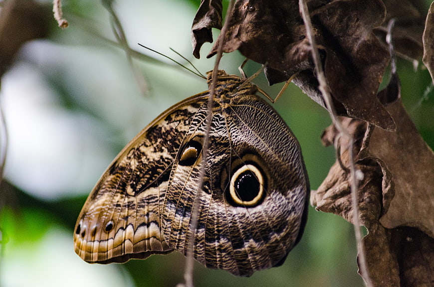 Close-up of Owl Butterfly with Eye Spots on Leaf