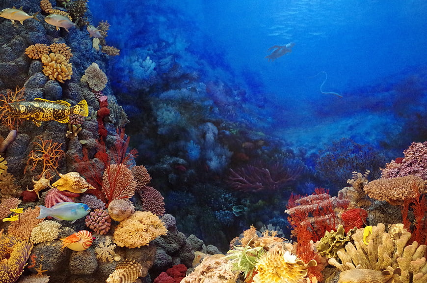 Vibrant Coral Reef Underwater Scene with Tropical Fish