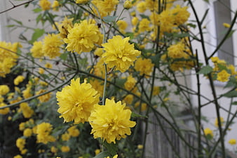 Vibrant yellow chrysanthemum flowers blooming on a bush