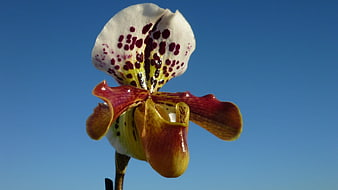 Close-up of Paphiopedilum Orchid Against Blue Sky
