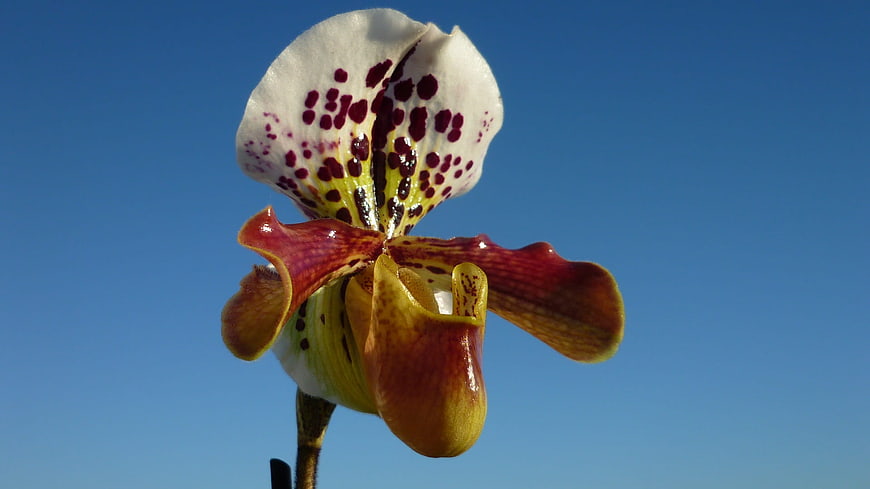 Close-up of Paphiopedilum Orchid Against Blue Sky