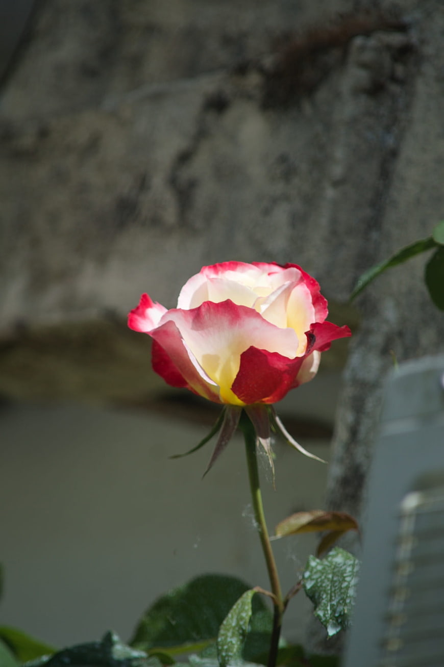 Red and White Rose Bloom Against Blurred Background