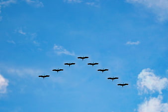Flock of cranes flying in V-formation against blue sky