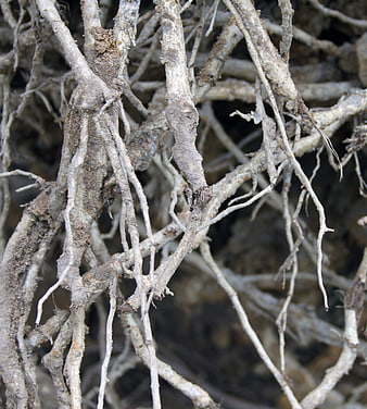 Close-up of tangled tree roots with soil texture