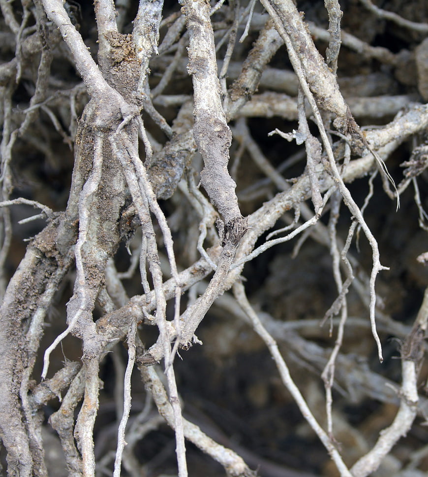 Close-up of tangled tree roots with soil texture