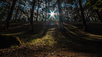 Sunlight streaming through tall pine trees in a forest