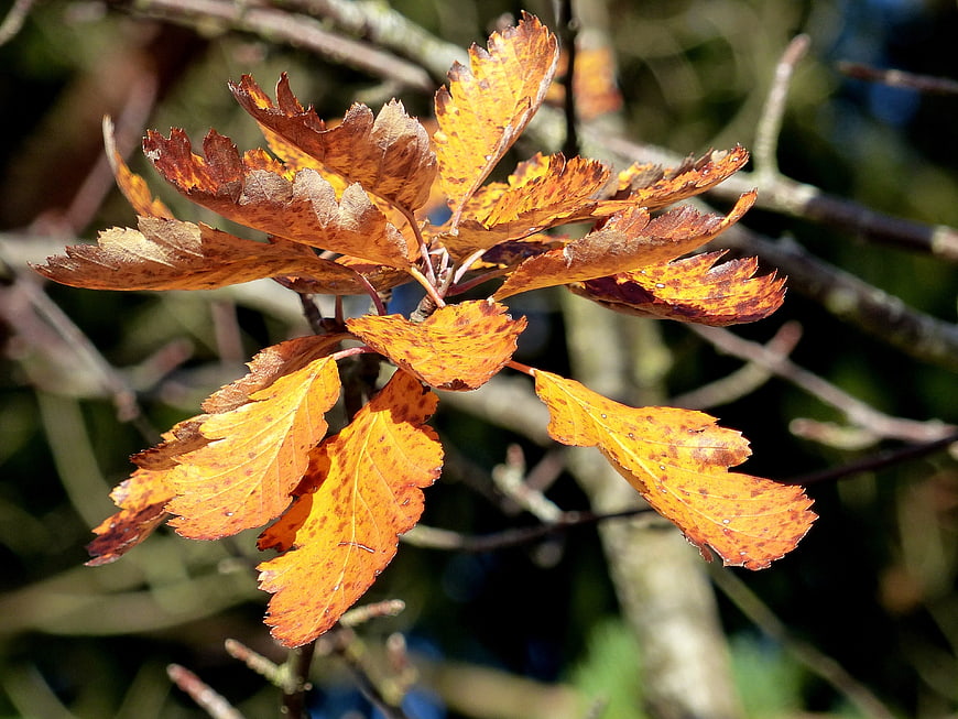 Close-up of vibrant orange autumn leaves on a branch