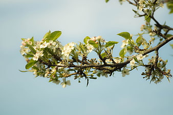 White spring blossoms on a tree branch against blue sky