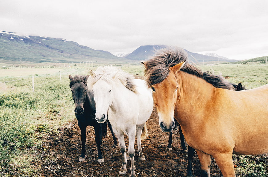 Three Icelandic horses standing in a grassy field with mountains