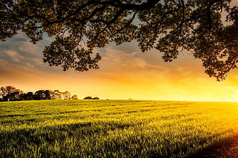 Golden sunset over green meadow with tree branches