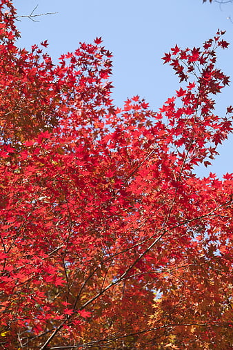 Vibrant Red Maple Leaves Against Blue Sky in Autumn