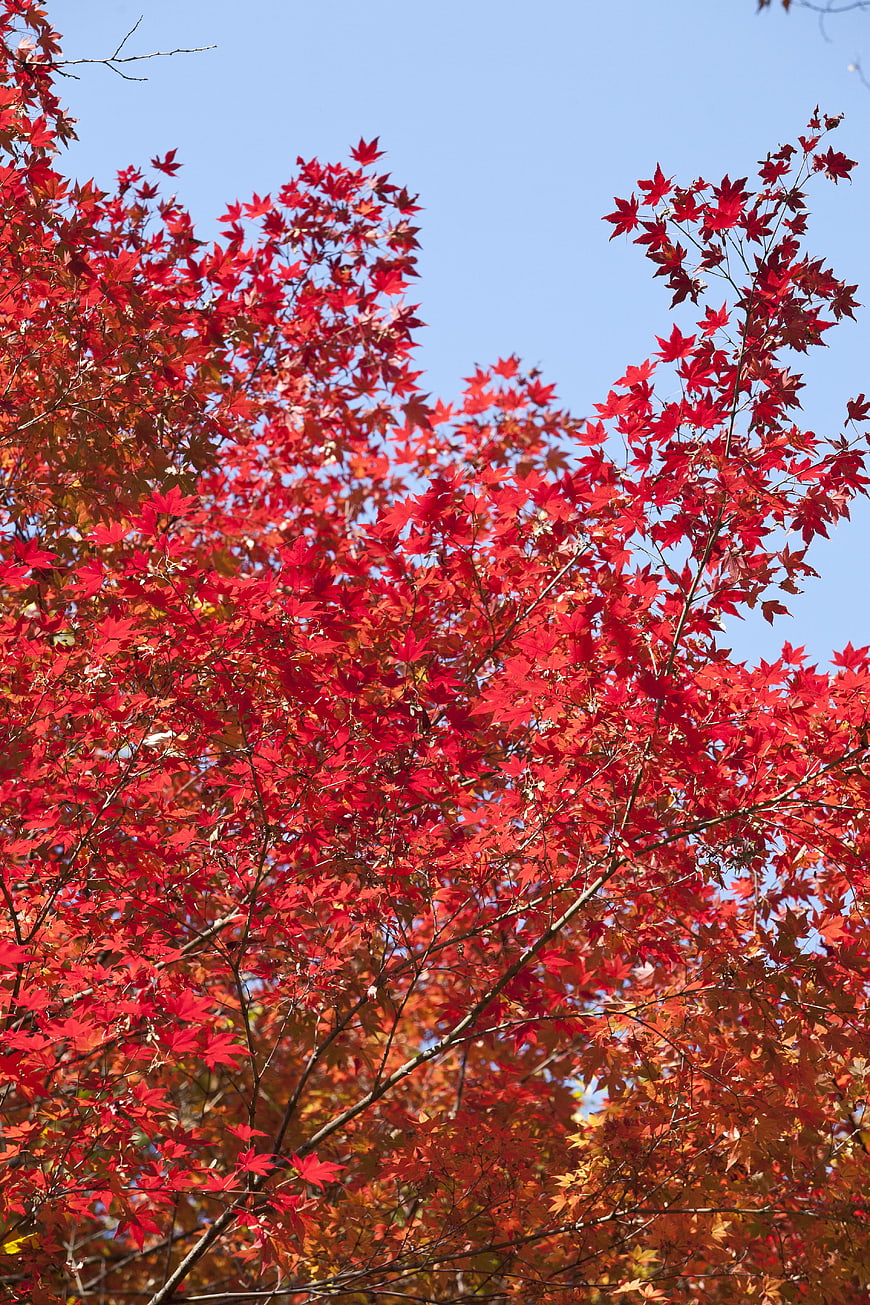 Vibrant Red Maple Leaves Against Blue Sky in Autumn