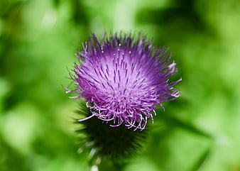 Close-up of a purple thistle flower with green background