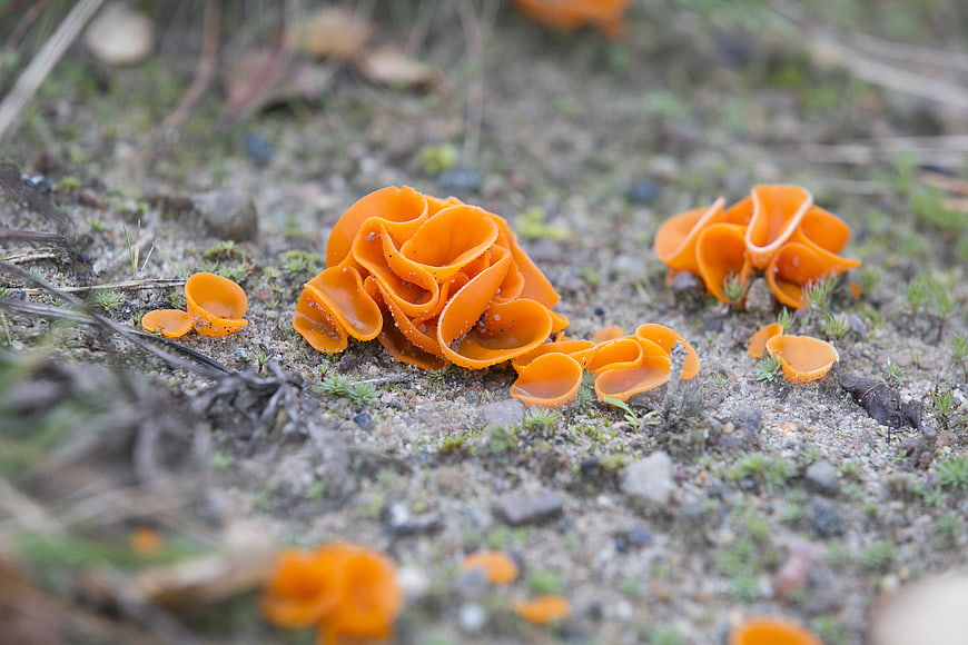 Vibrant Orange Cup Fungi Growing on Sandy Forest Floor