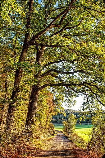 Sunlit Forest Path Leading To Green Pasture In Autumn