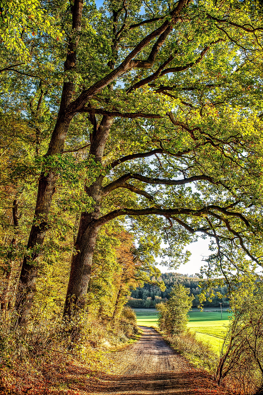 Sunlit Forest Path Leading To Green Pasture In Autumn