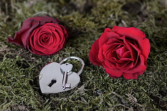 Two red roses and a silver heart-shaped padlock with key on green moss