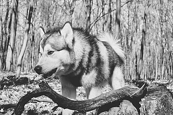 Black and white portrait of a husky dog in a forest