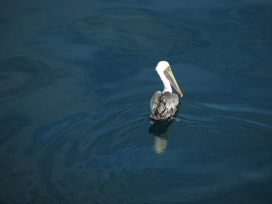 Brown Pelican Swimming in Calm Blue Water