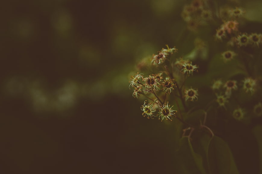 Dark moody wildflowers with bokeh background