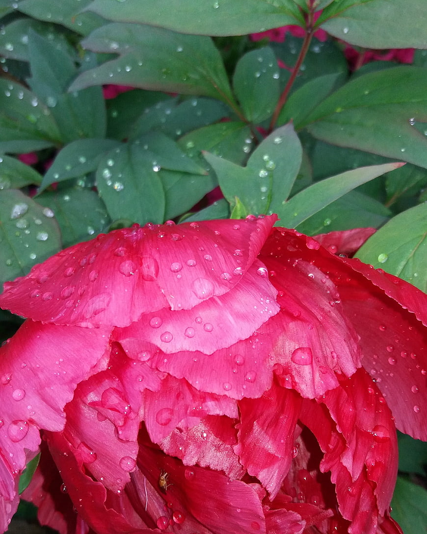 Vibrant Red Peony Flower with Raindrops on Petals