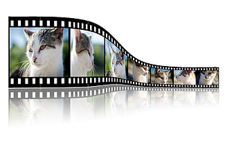 Cat Portrait Film Strip Mockup With Reflection