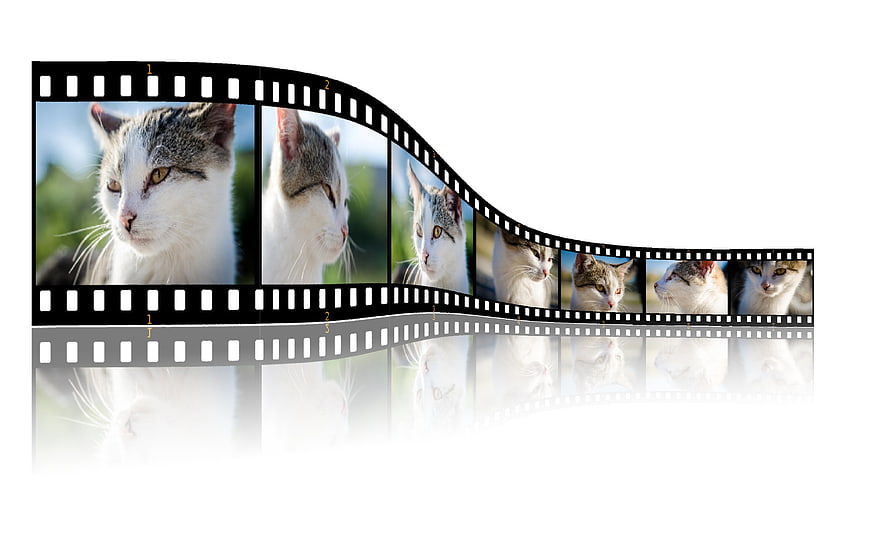 Cat Portrait Film Strip Mockup With Reflection