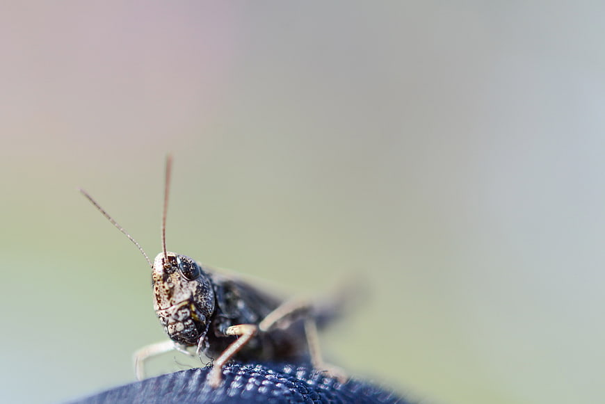 Macro Close-Up of Grasshopper on Blue Surface