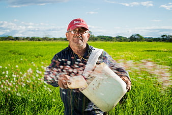 Farmer Sowing Rice Seeds in Green Field