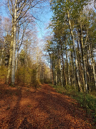 Sunlit forest path with autumn leaves and tall trees
