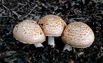Three brown parasol mushrooms growing in dark forest soil