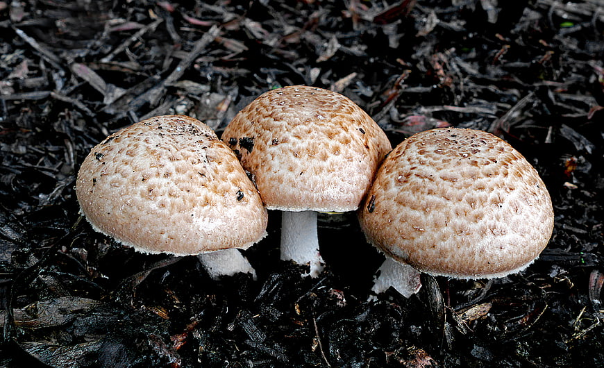 Three brown parasol mushrooms growing in dark forest soil