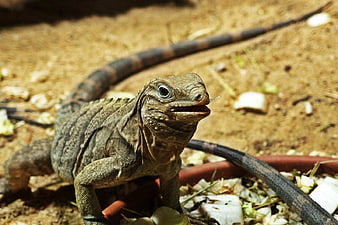 Close-up of a Cuban Rock Iguana Eating Vegetables