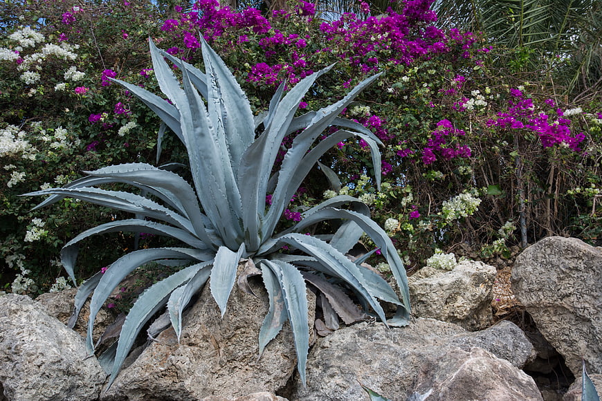 Blue agave plant on rocks with purple bougainvillea background