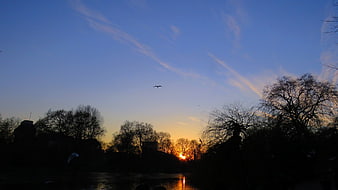Silhouetted Trees and Birds Against a Sunset Sky